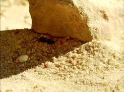 خیلی خیلی کوچک (1) (کار زیادی)